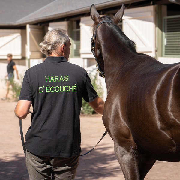 Haras d'Ecouché