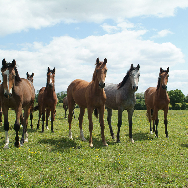 Arnaud & Henriette Evain — Haras de la Cour Bonnet