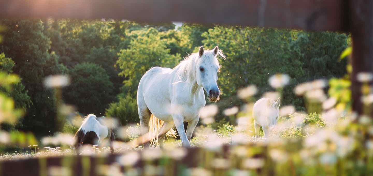 Comment adapter l'alimentation de son cheval en période d'activité ralentie ?