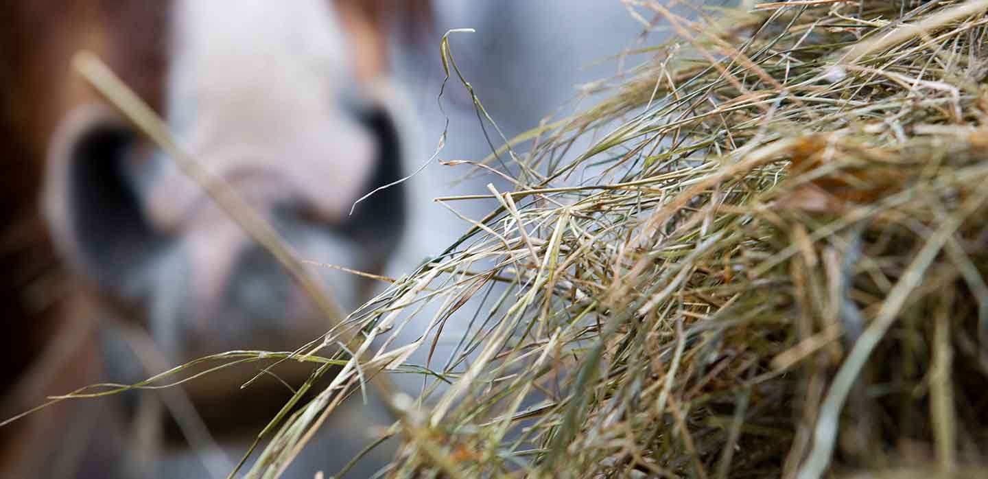 Quelle alimentation donner à son cheval ?