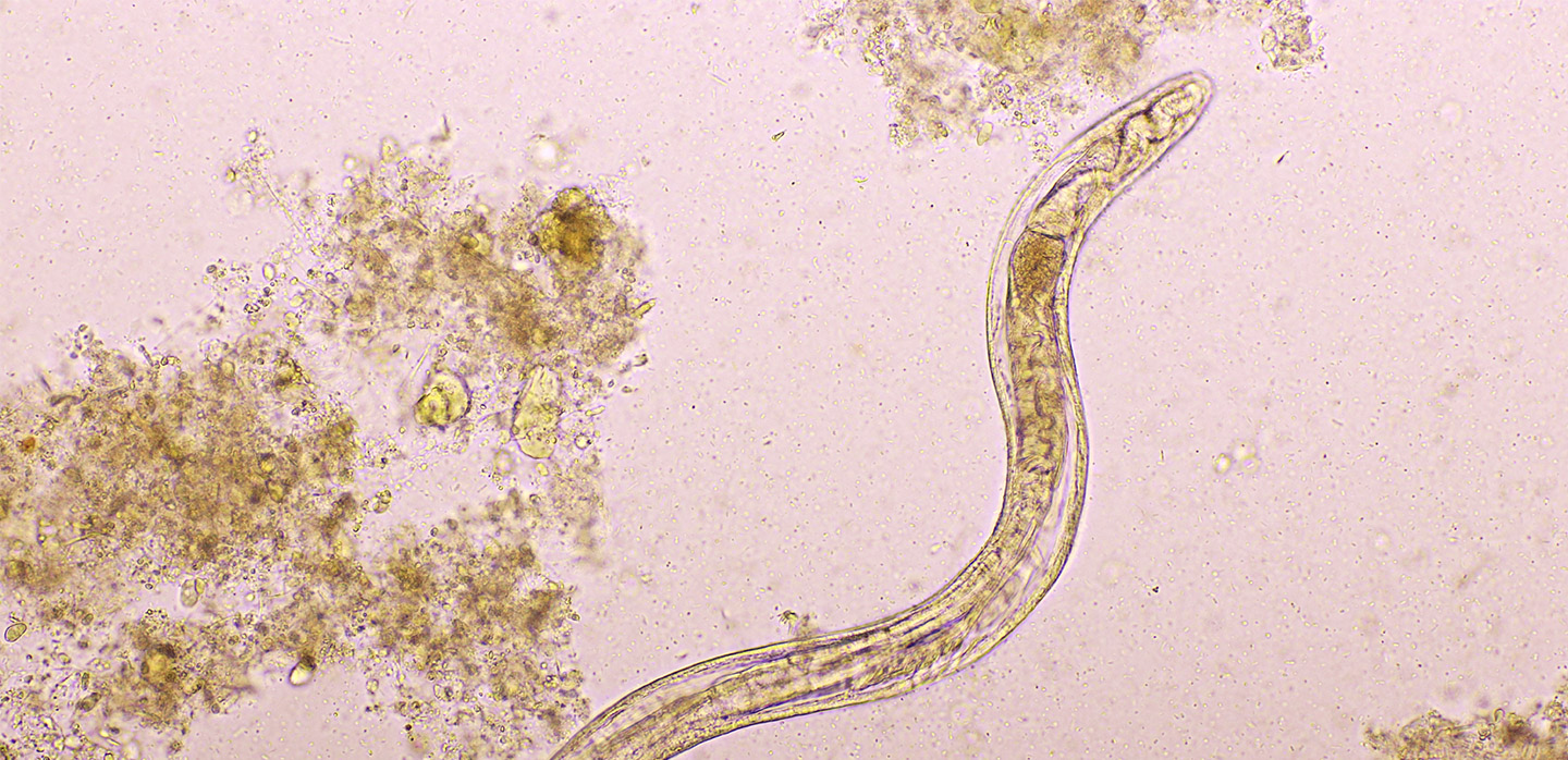 Internal parasites: are you up to date?