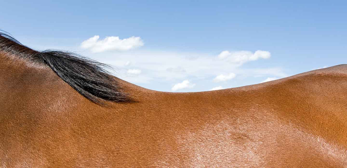 Adapter l’alimentation de son cheval en fonction de son poids et de son effort