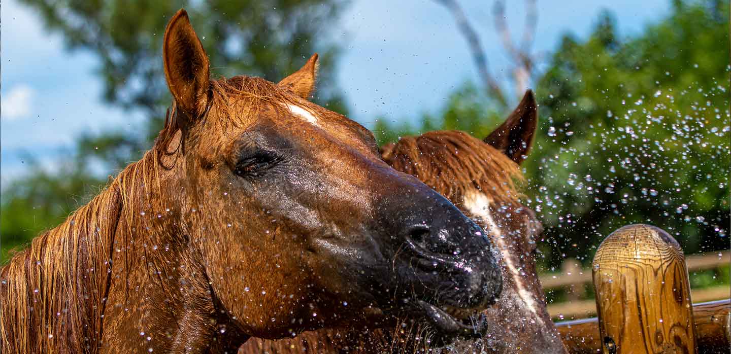 Comment aider mon cheval à supporter les fortes chaleurs et la canicule ?