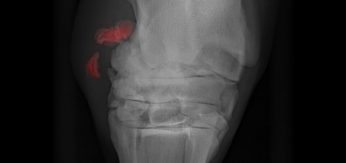 Compléments spécifiques > Articulations, boiterie, ligaments