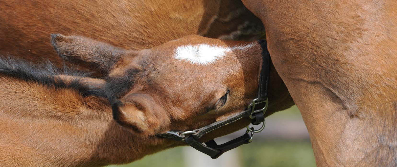Foals benefit from selenium in broodmare’s diet