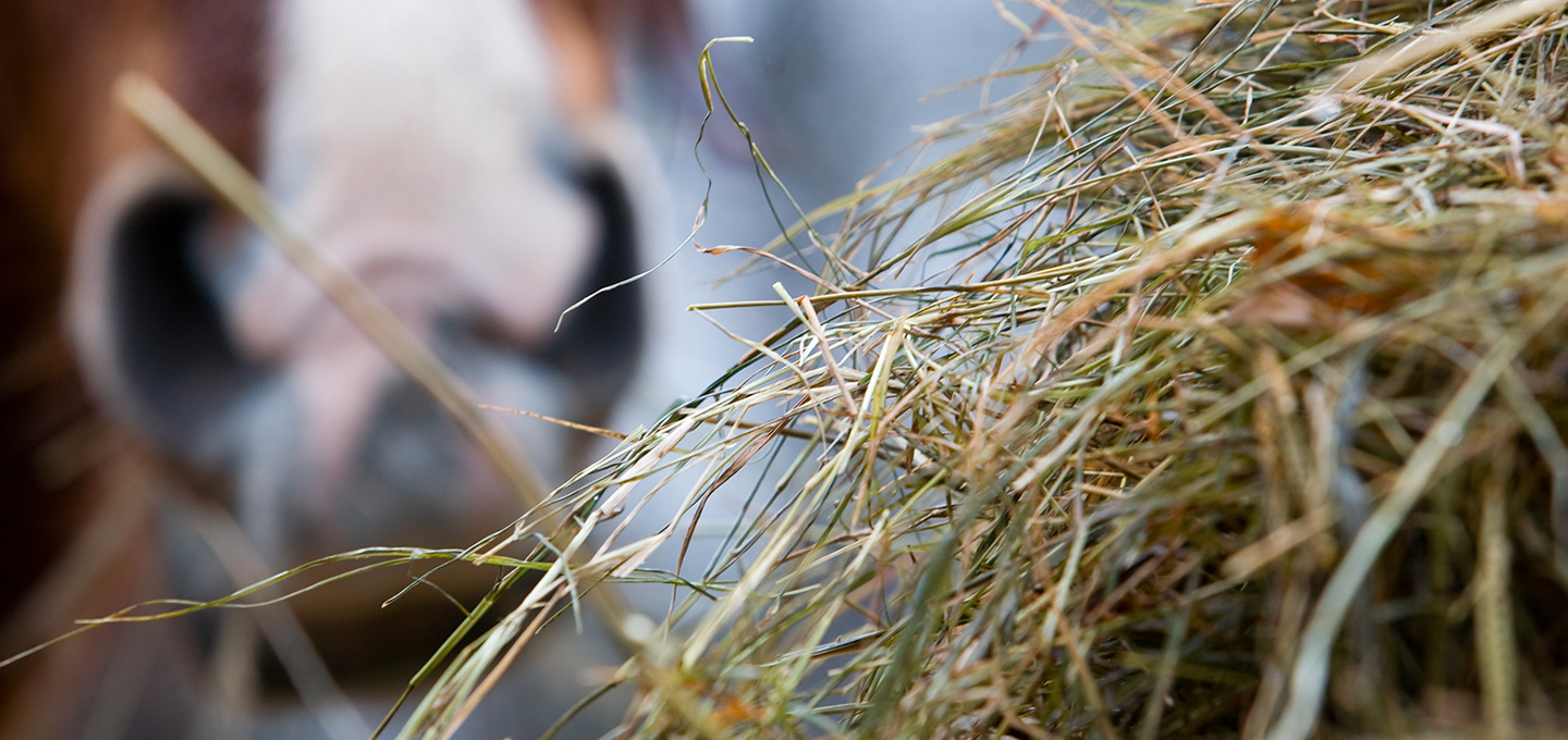 Troubles Respiratoires du Cheval  Intérêt des Purificateurs de