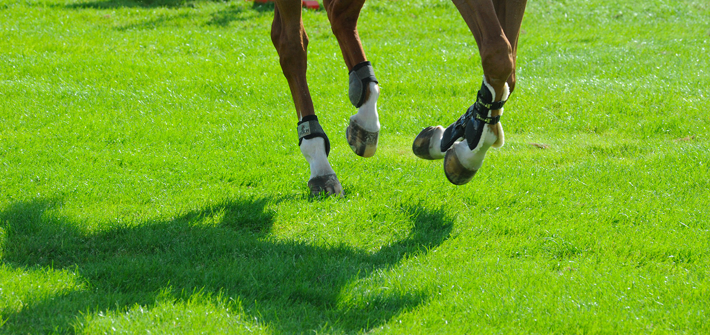 Comment préserver les articulations du cheval ?