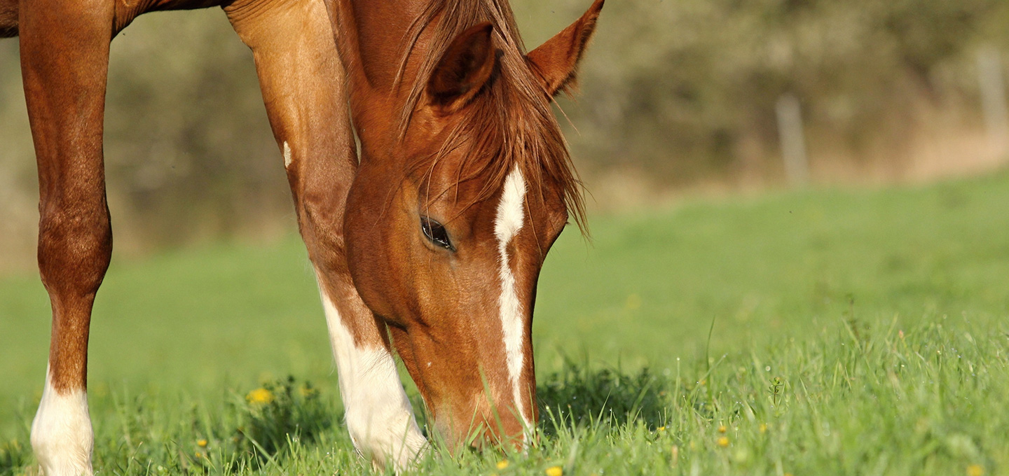 Les minéraux dans l'alimentation du cheval