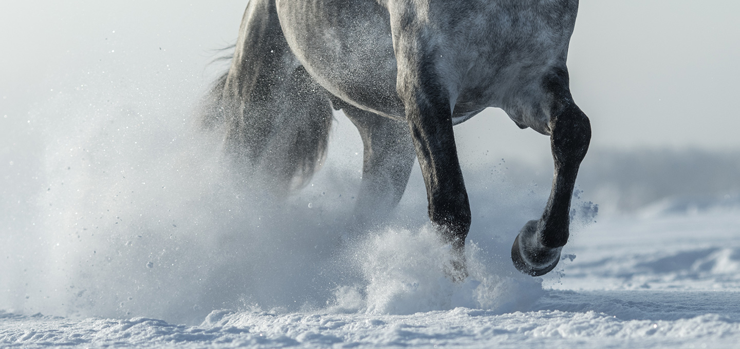 Physiologie ostéo-articulaire du cheval :  Les étapes clefs de la croissance