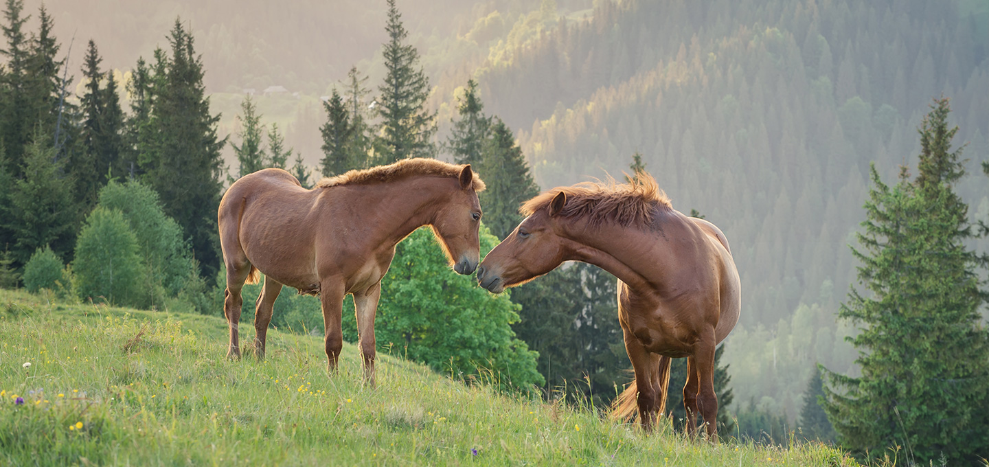 Les vitamines dans l'alimentation du cheval