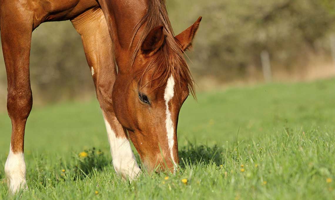 Improving intestinal health using faecal transplants