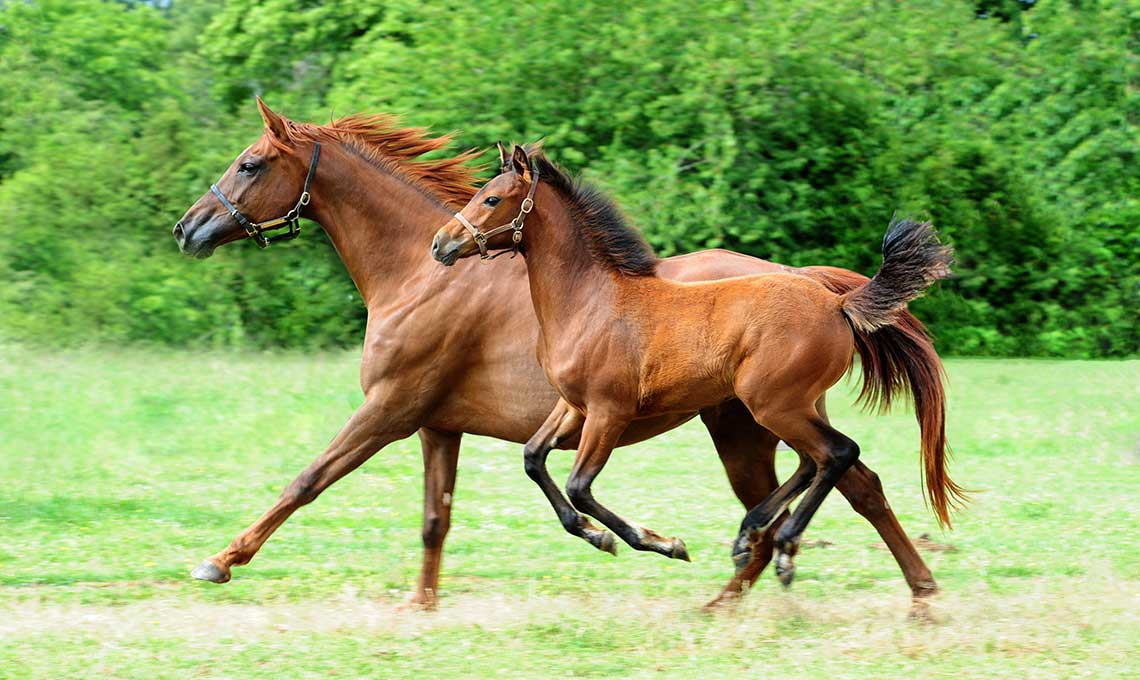 Osteochondrosis in foals - 15 months against OCD 