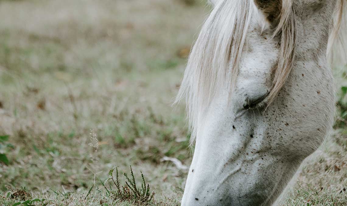 What Reverdy feed for my elderly horse?