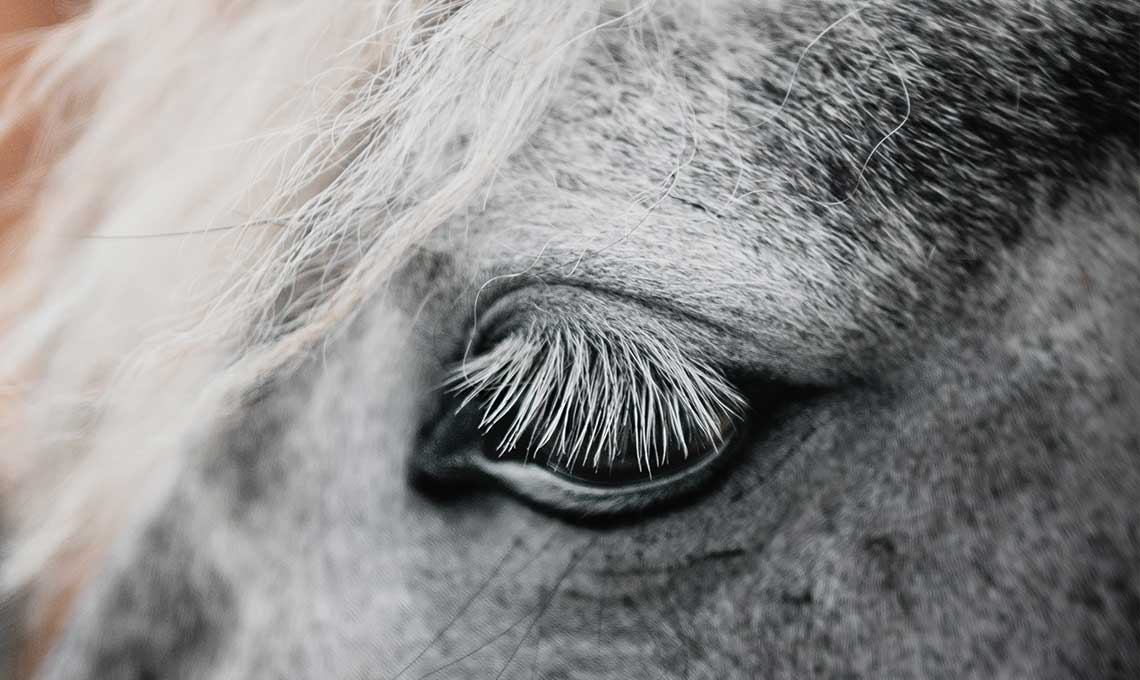 Comment bien nourrir le cheval âgé ? 