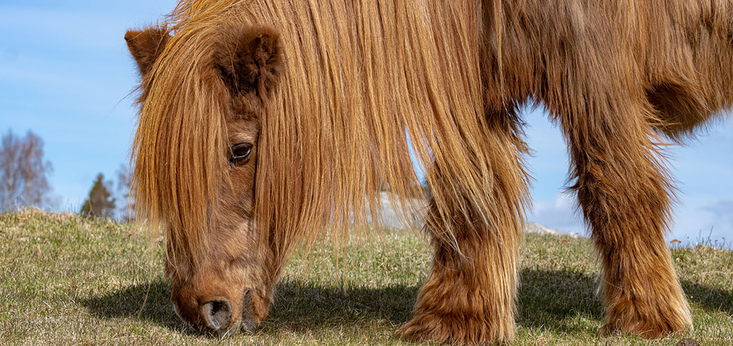 How should you feed your horse suffering from Cushing's syndrome (PPID)?