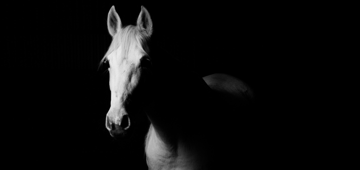 L'alimentation du cheval : mythes, réalités et contres-vérités