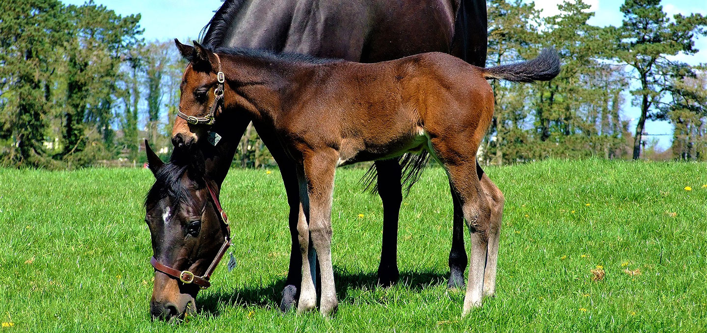 What are the new-born foal’s vitamin and trace-element requirements?
