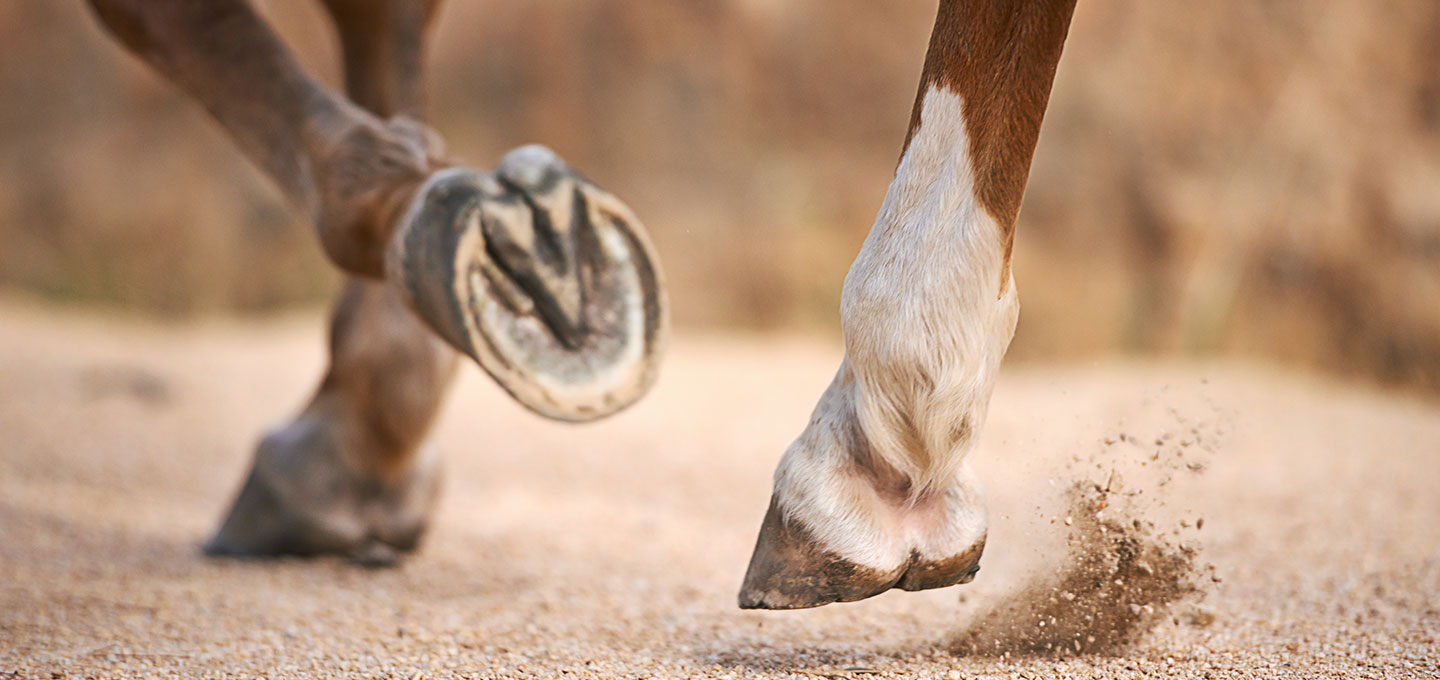 Fourbure du cheval : définition, causes, prévention et conseils nutritionnels