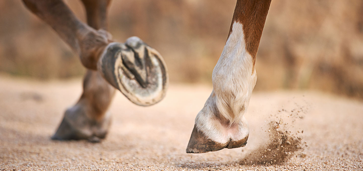 Laminitis