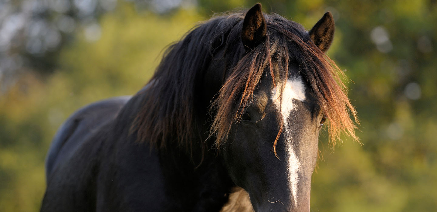 Mon cheval a tendance à l’embonpoint sans même recevoir de ration d’aliment concentré… que dois-je faire ?