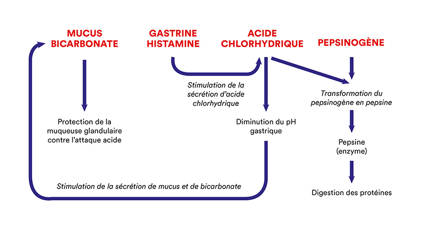 pH du contenu gastrique