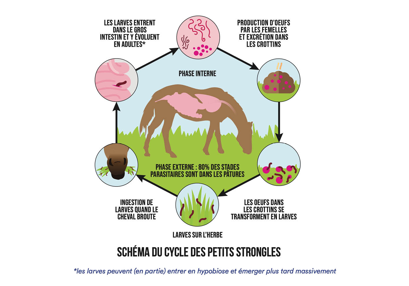 Diagram of the cycle of the small redworm