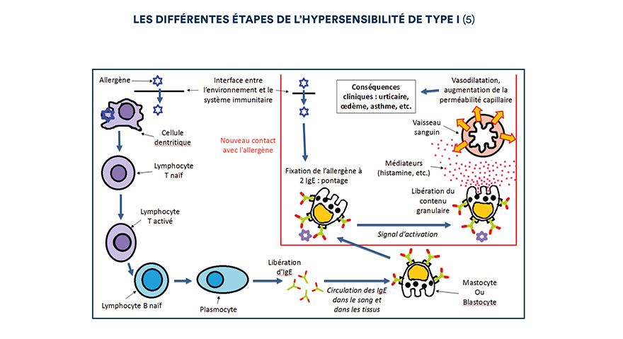 Les différentes étapes de l'hypersensibilité de type I (5)