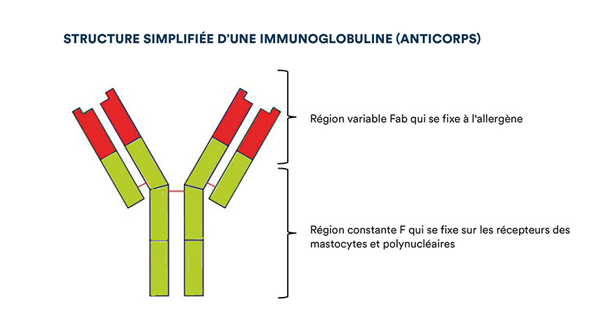 Structure simplifiée d'une immunoglobuline (anticorps)