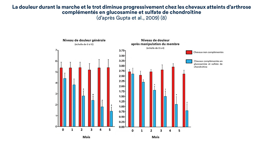 La douleur durant la marche et le trot diminue progressivement chez les chevaux atteints d’arthrose complémentés en glucosamine et sulfate de chondroïtine