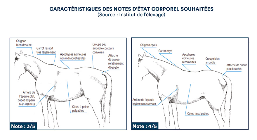 Caractéristiques des notes d'état corporel souhaitées (Source : institut de l'élevage)