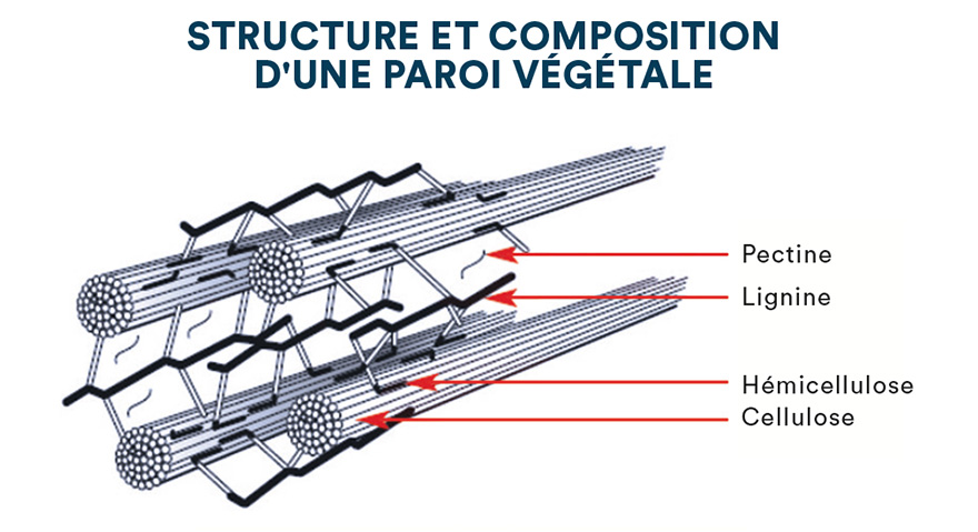 Structure et composition d'une paroi végétale