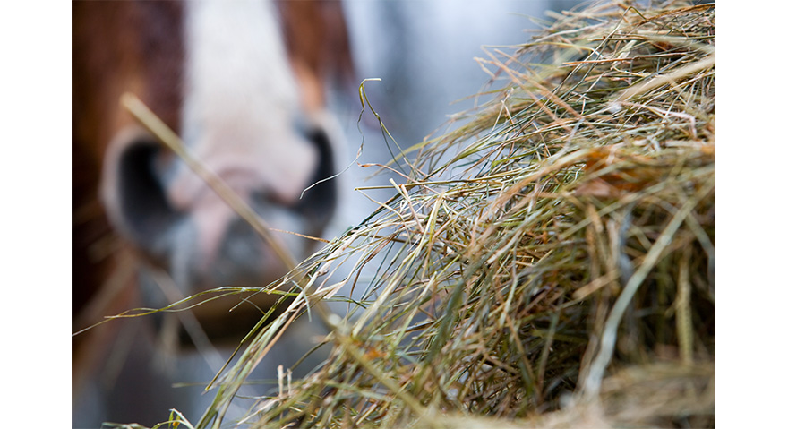 The HAYGAIN steaming procedure therefore improves hay palatability.