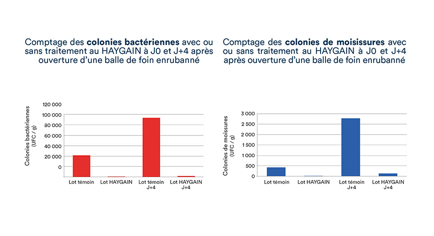 Comptage des colonies bactériennes et de moisissures avec ou sans traitement au HAYGAIN à J0 et J+4