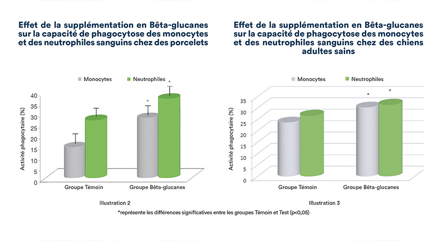 Effet de la supplémentation en bêta-glucanes sur la capacité de phagocytose des monocytes et des neutrophiles sanguins