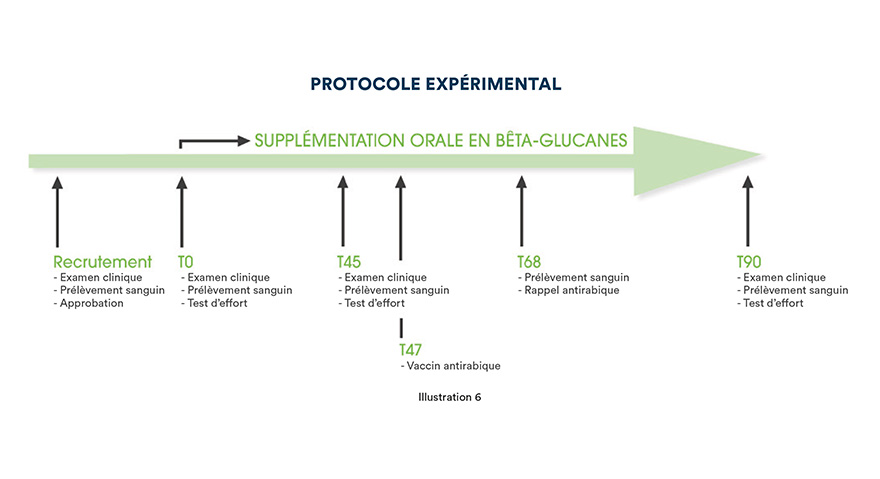 Protocole expérimental