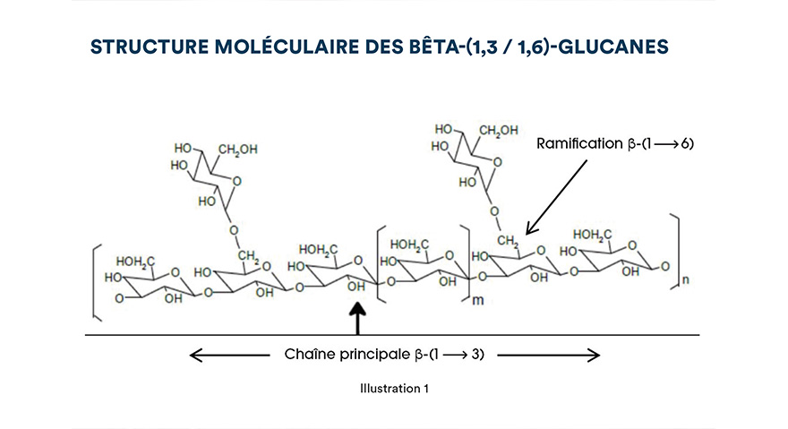 Structure moléculaire des bêta-(1,3 / 1,6)-glucanes