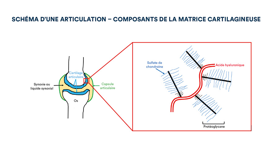 Schéma d'une articulation - composants de la matrice cartilagineuse