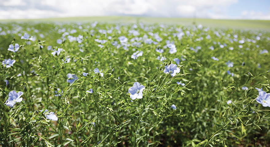 Field of flax