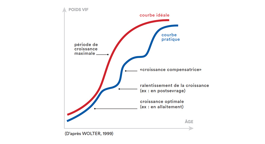 Courbe de croissance