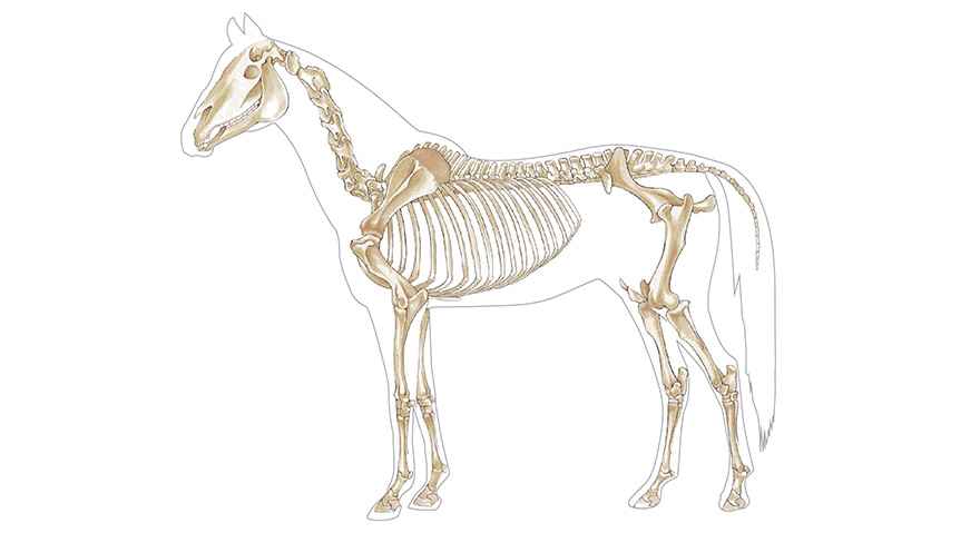 Physiologie ostéo-articulaire