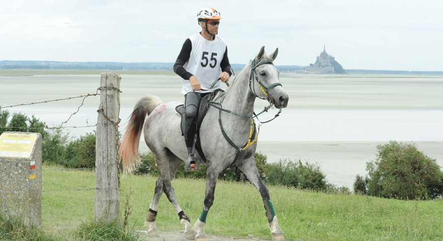 Cheval d'endurance