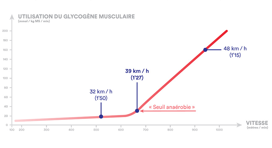 Utilisation du glycogène musculaire