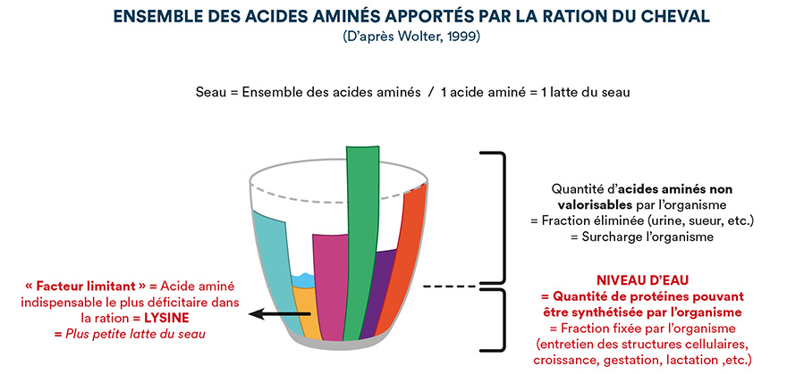 Ensemble des acides aminés apportés par la ration du cheval