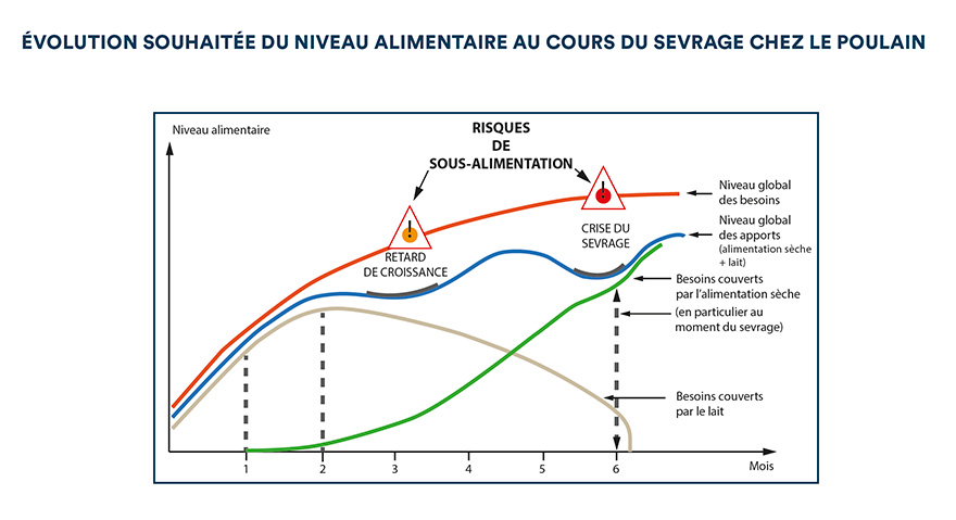 Évolution souhaitée du niveau alimentaire au cours du sevrage chez le poulain