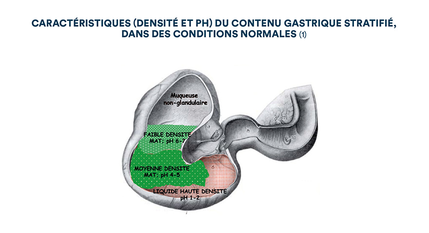 Caractéristiques (densité et pH) du contenu gastrique stratifié dans des conditions normales