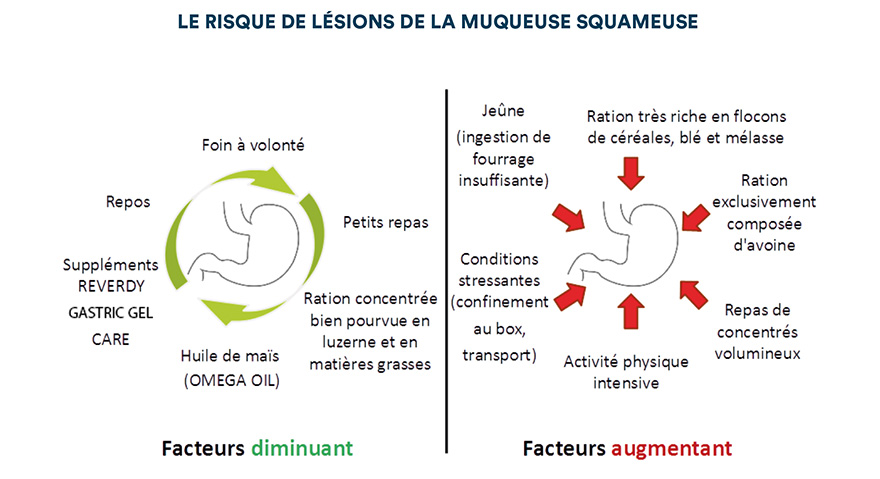 Le risque de lésions de la muqueuse squameuse