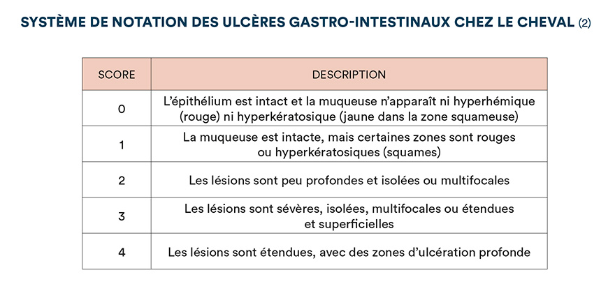 Système de notation des ulcères gastro-intestinaux chez le cheval