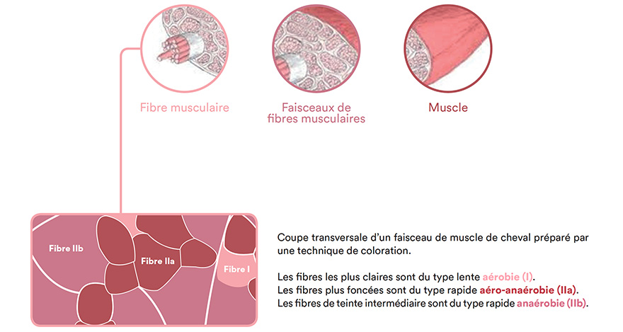 Coupe transversale d'un faisceau de muscle de cheval préparé par une technique de coloration.