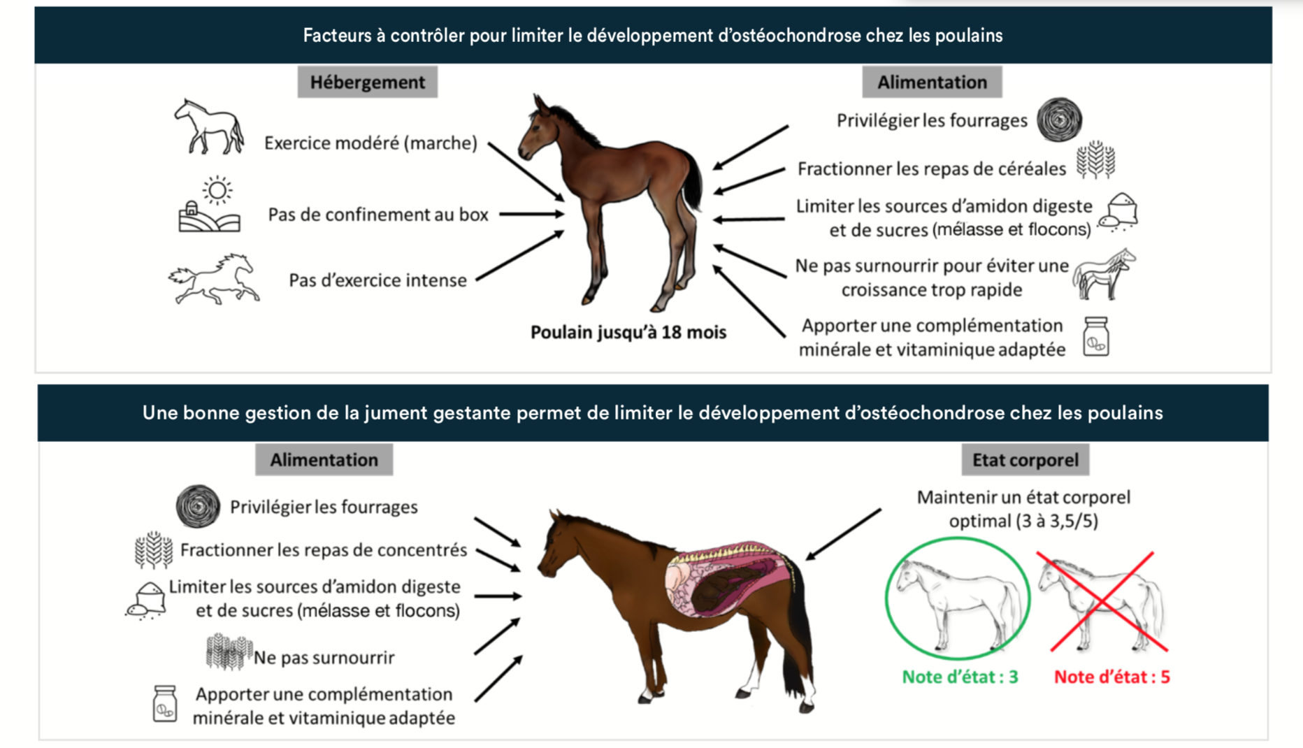 De la naissance à la reconversion : les étapes de la vie du cheval