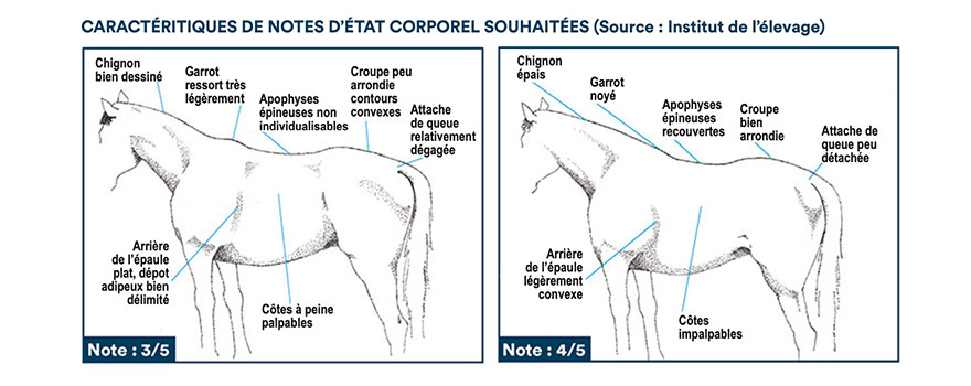 Caractéristiques de notes d'état corporel souhaitées (Source : Institut de l'élevage)